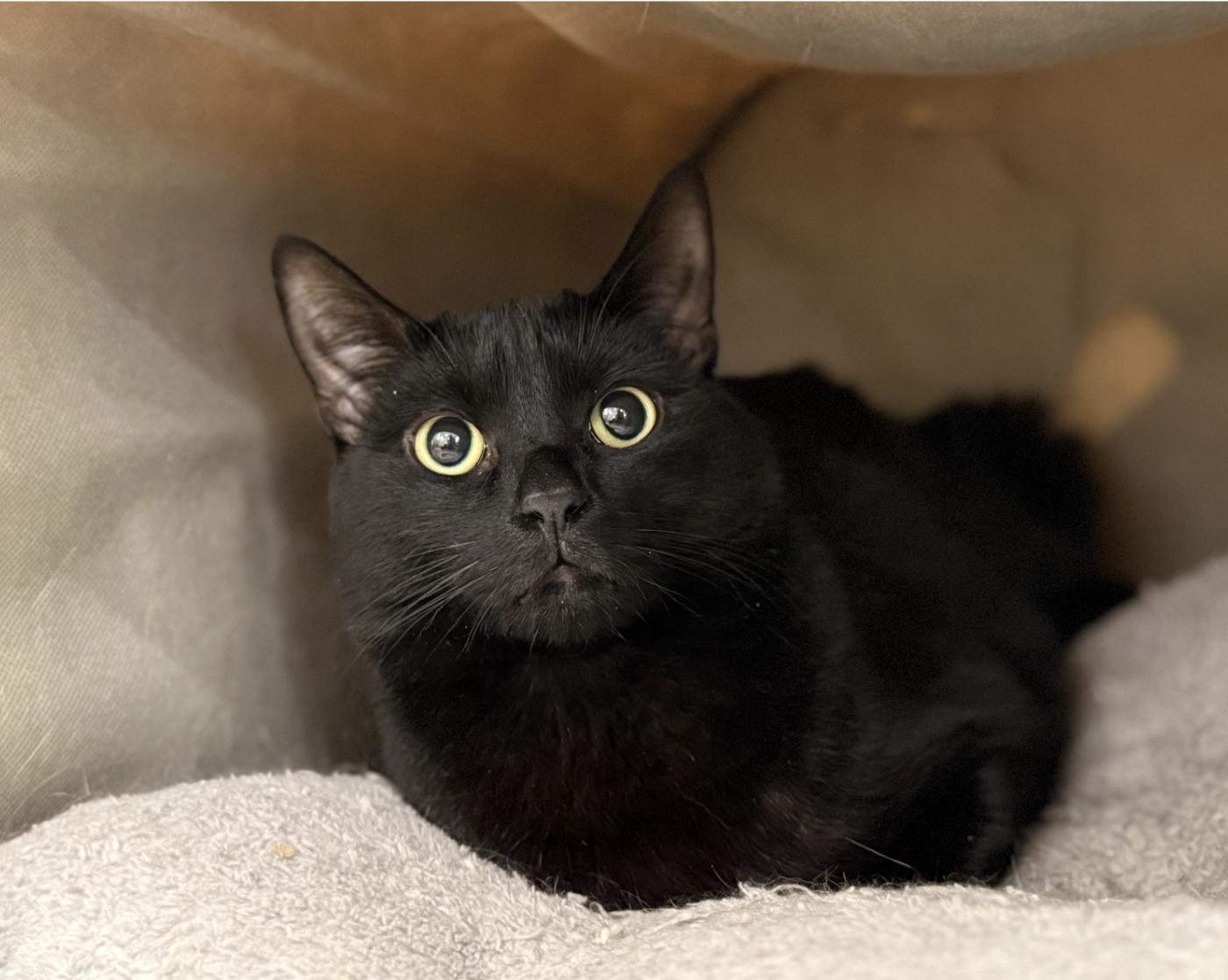 Enlarge Binxy, a Adoptable Domestic Short Hair in Old Saybrook, CT image 1/1