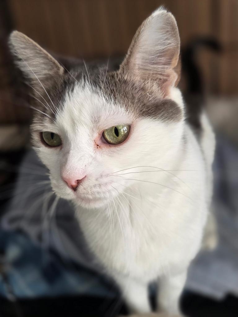 Enlarge 110-Martha Kitty (Mom) - ADOPT AS A THREESOME, a Adoptable mixed breed in Windsor, CT image 1/2