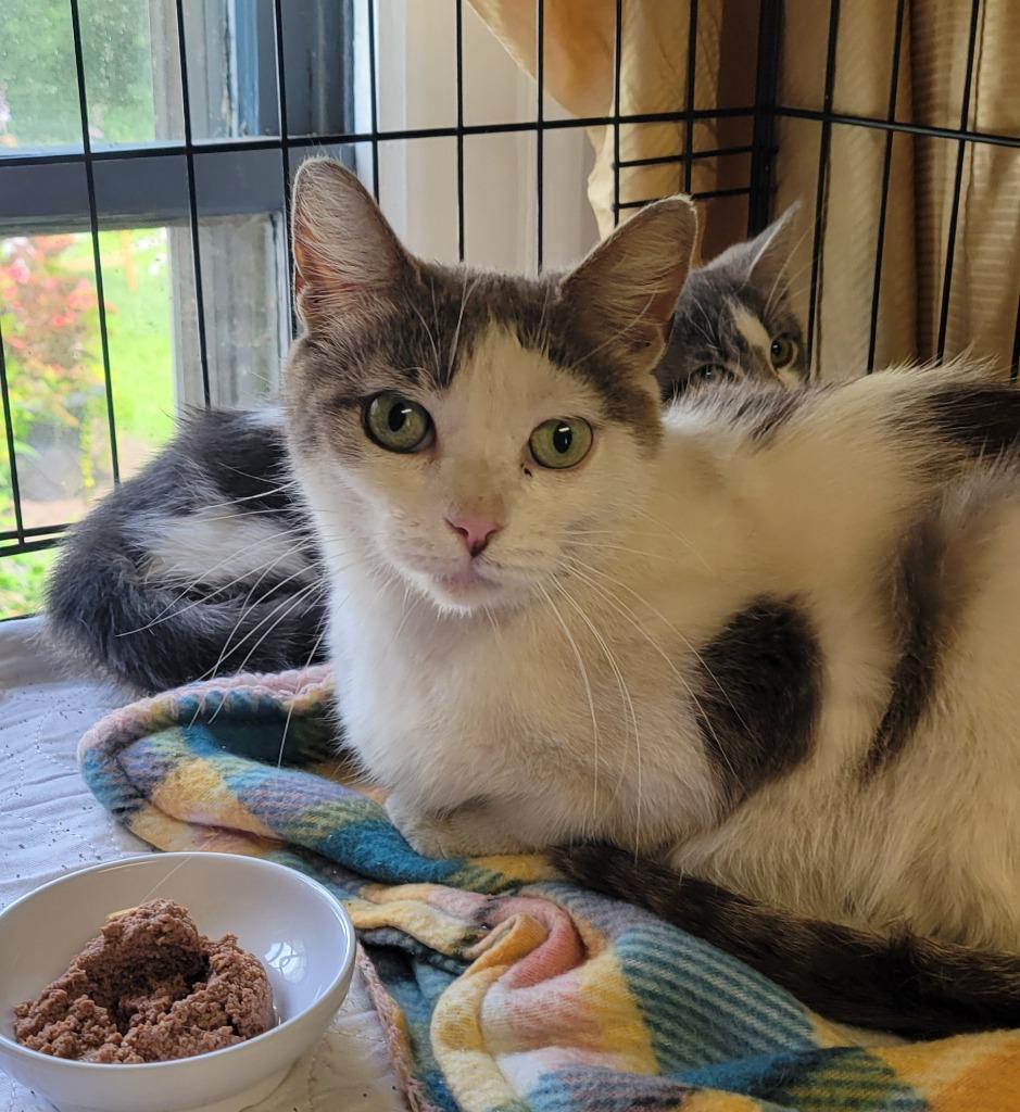 Enlarge 110-Martha Kitty (in Foster), a Adoptable mixed breed in Windsor, CT image 1/1