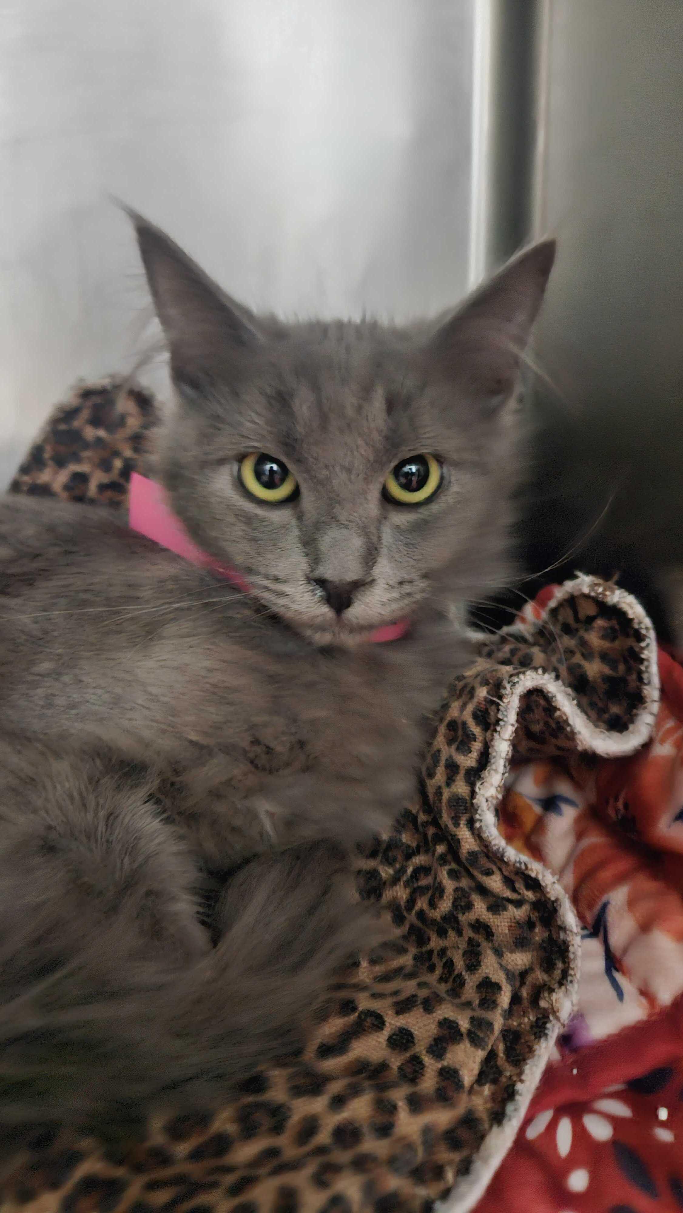 Enlarge Chamomile, a Adopted mixed breed in Lakewood, CO image 1/1