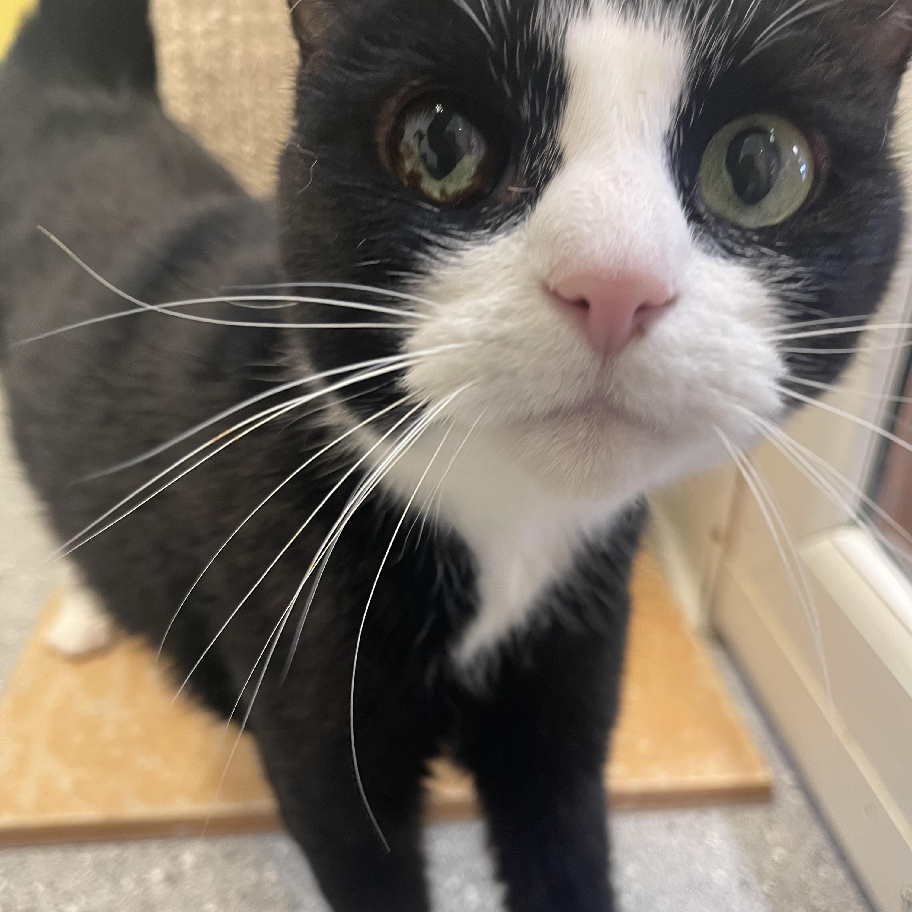 Frankie, a Adoptable Domestic Short Hair in Indiana, PA image 2/2