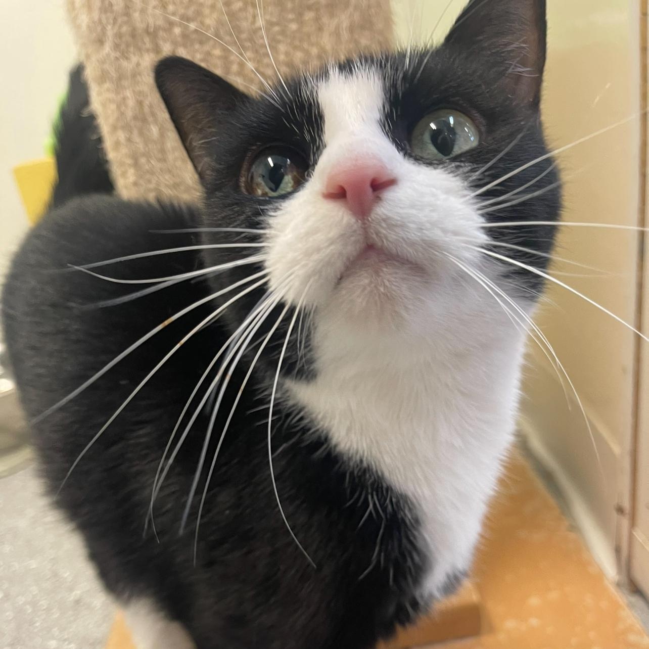 Frankie, Adoptable, Adult Female Domestic Short Hair.