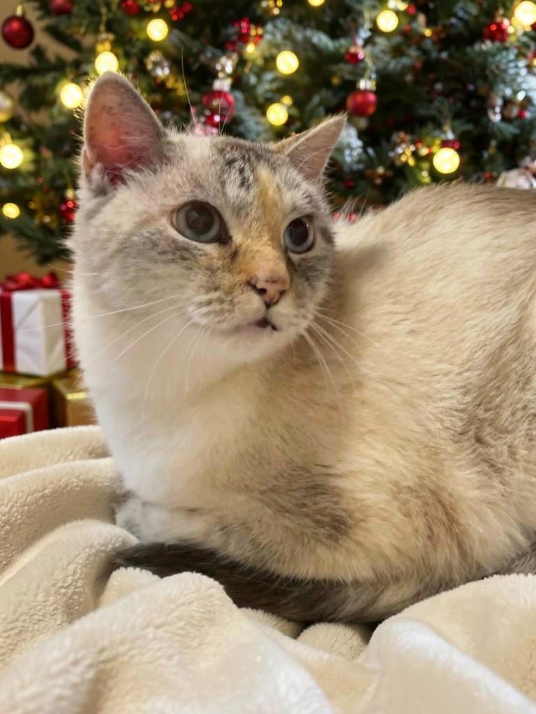 Brigitte – Timeless Grace