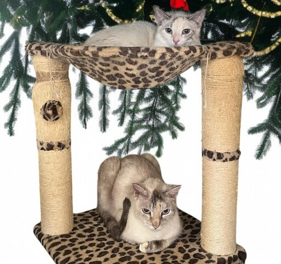 Brigitte – Timeless Grace thumbnail 4