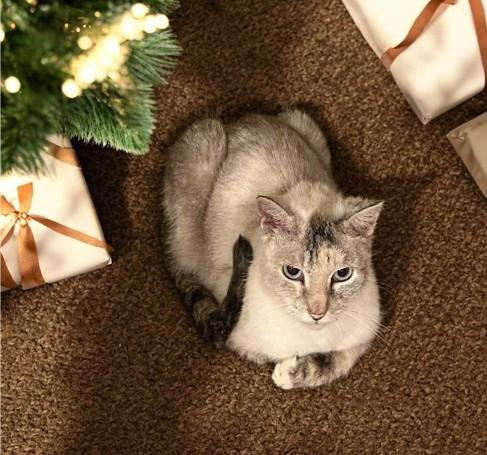 Brigitte – Timeless Grace thumbnail 2