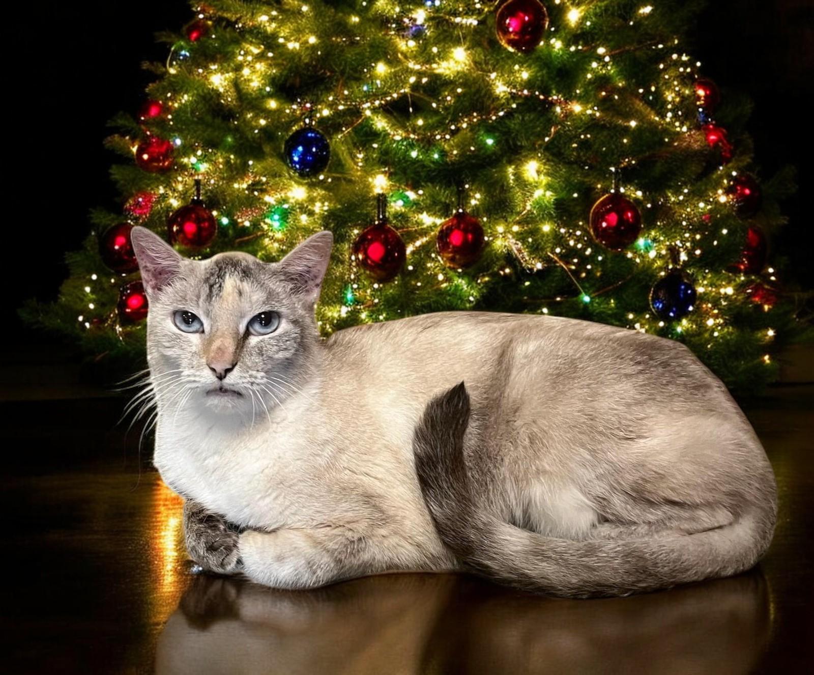 Brigitte – Timeless Grace thumbnail 3