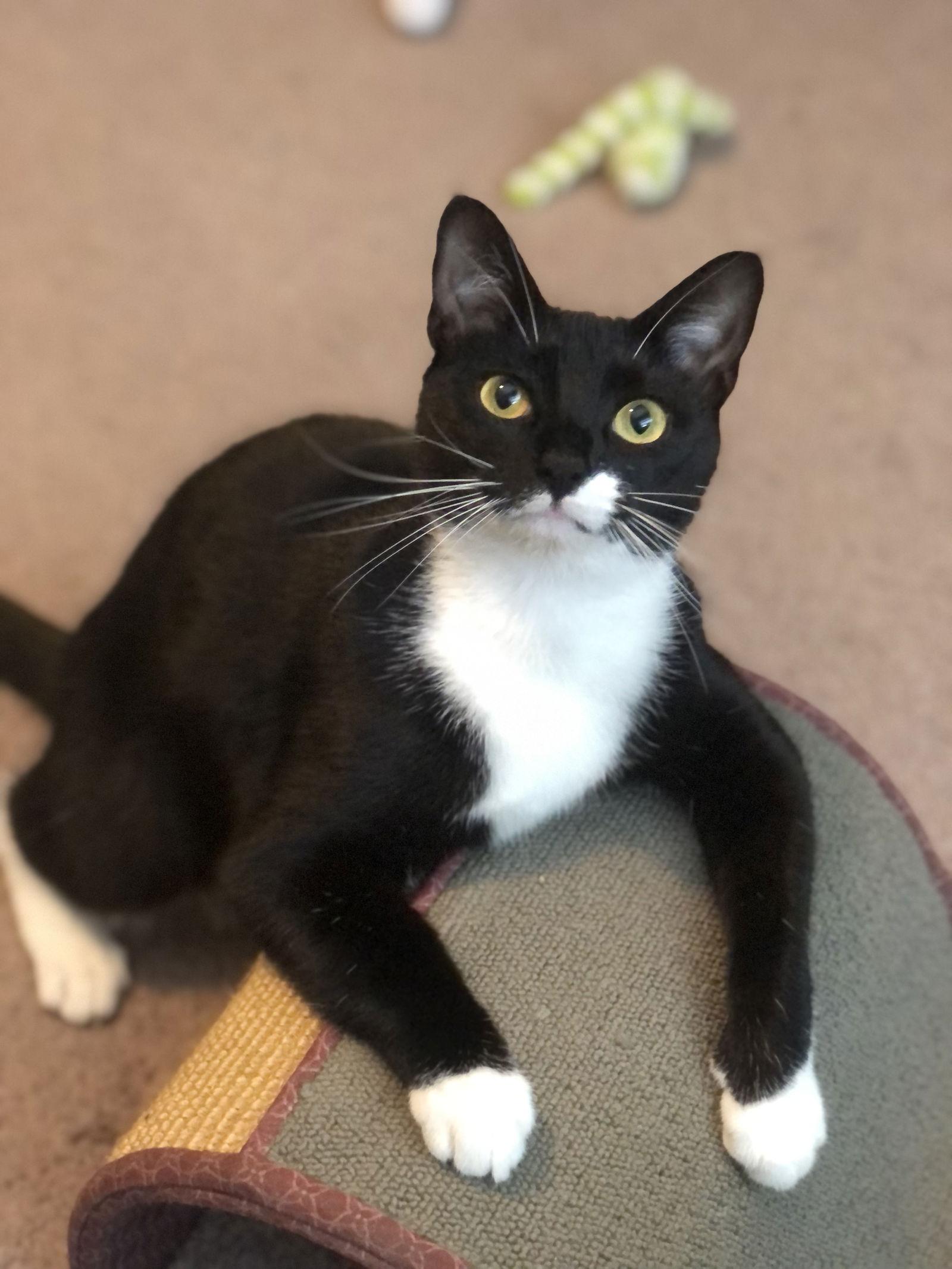 Maggie, Adopted, Young Female Domestic Short Hair.