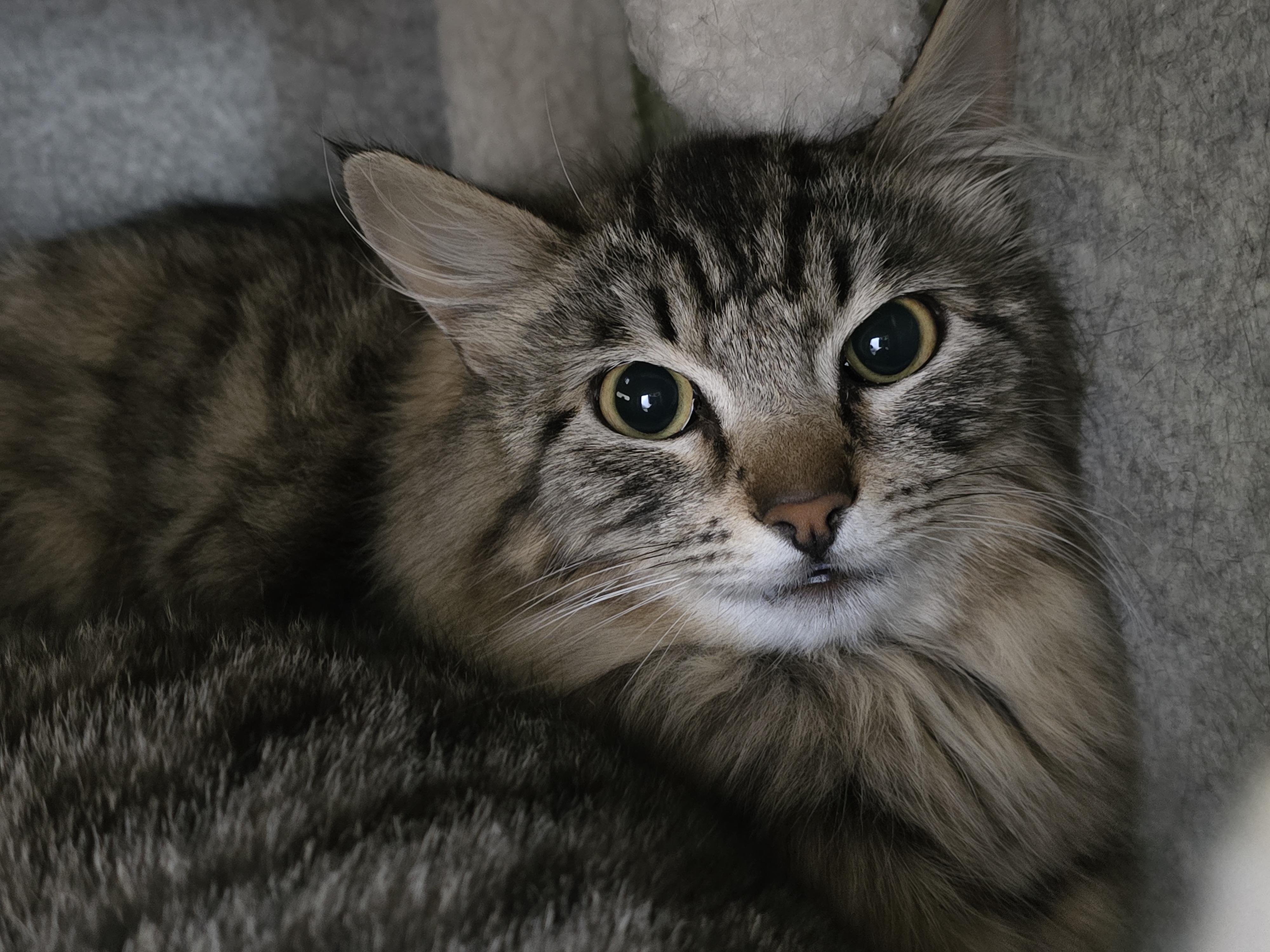 Enlarge Feather, a ADOPTABLE Domestic Long Hair in Prineville, OR image 1/1