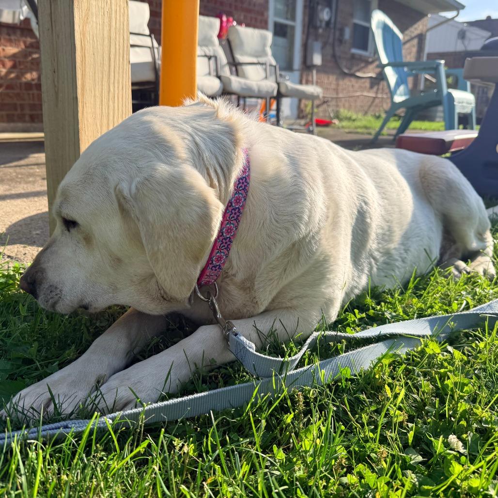 Nilla, a Adoptable Labrador Retriever in Cincinnati, OH image 1/4
