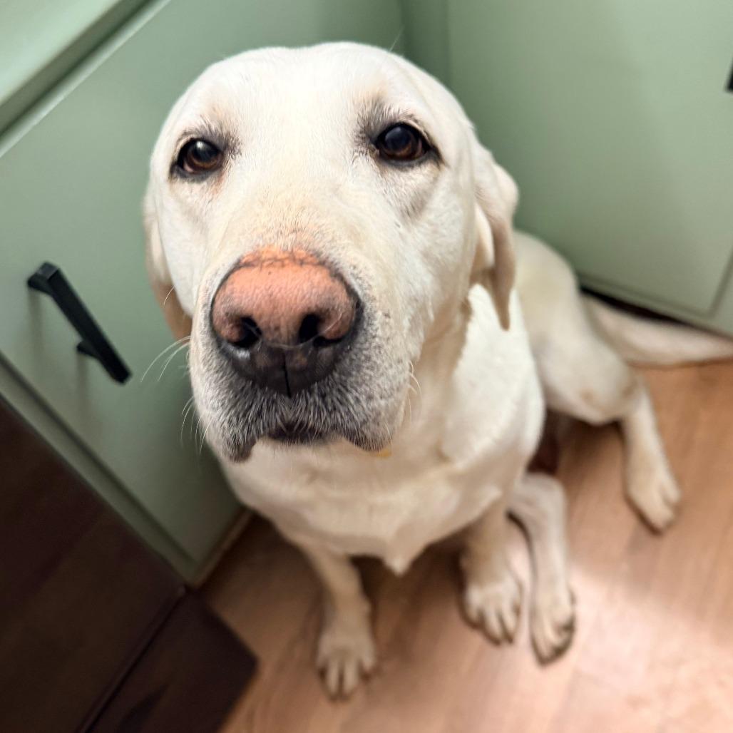 Nilla, a Adoptable Labrador Retriever in Cincinnati, OH image 2/4
