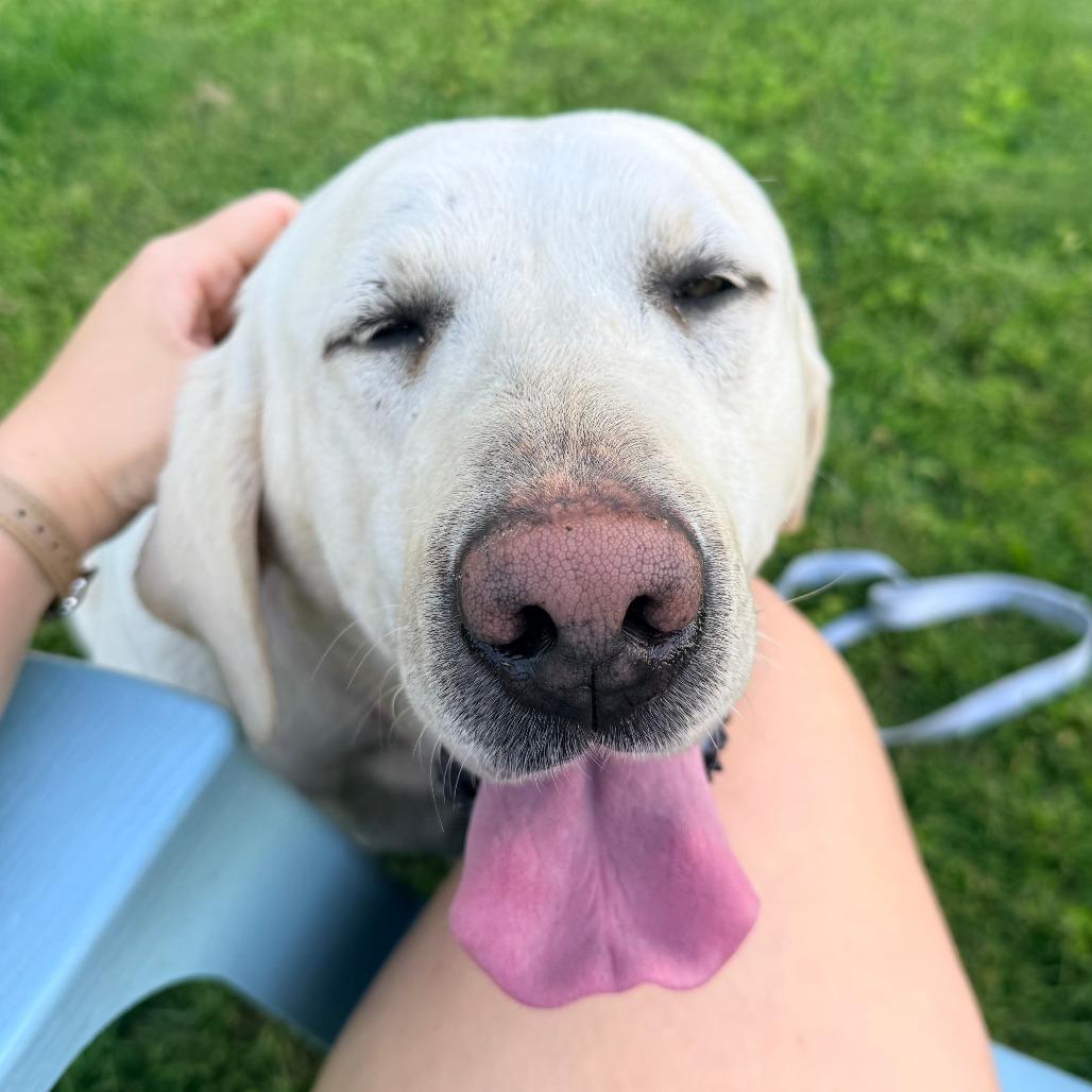 Nilla, a Adoptable Labrador Retriever in Cincinnati, OH image 3/4