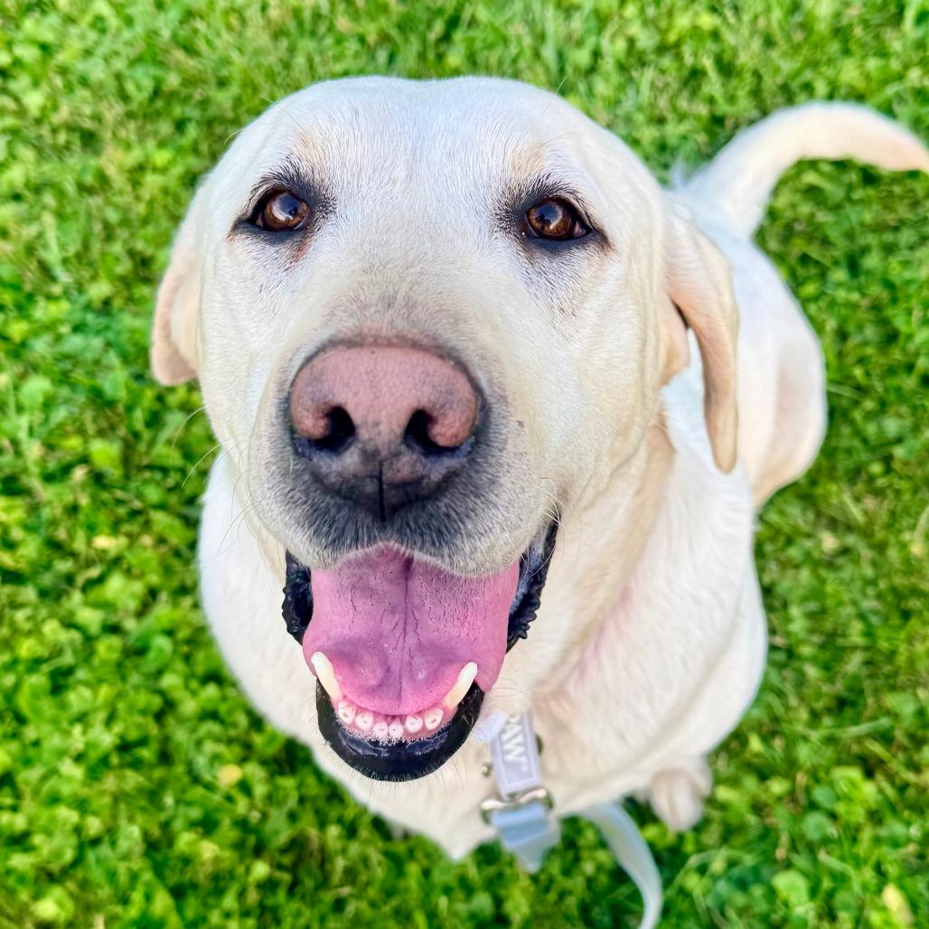 Nilla, a Adoptable Labrador Retriever in Cincinnati, OH image 4/4