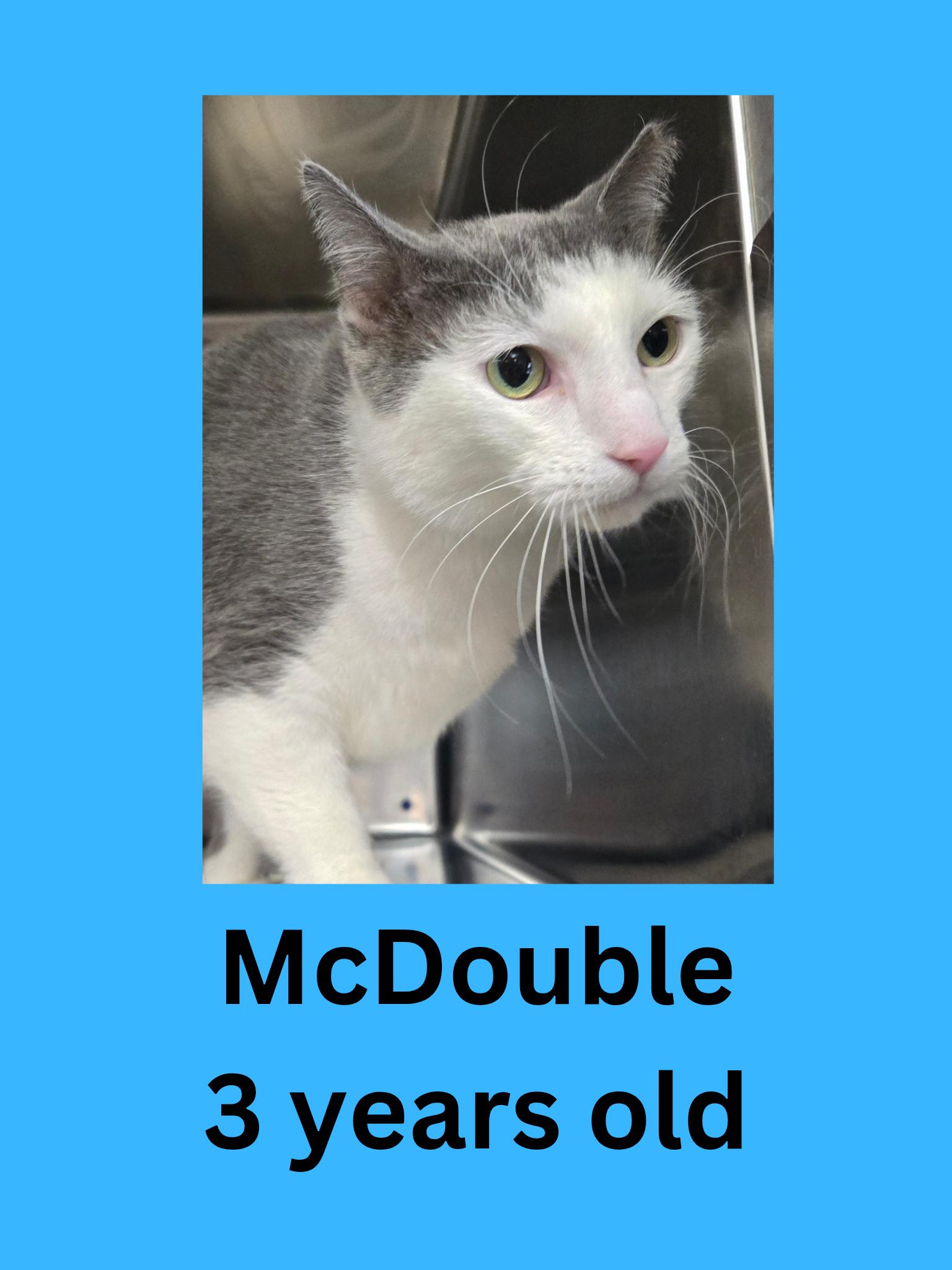 McDouble, adopted, Adult Male Domestic Short Hair.