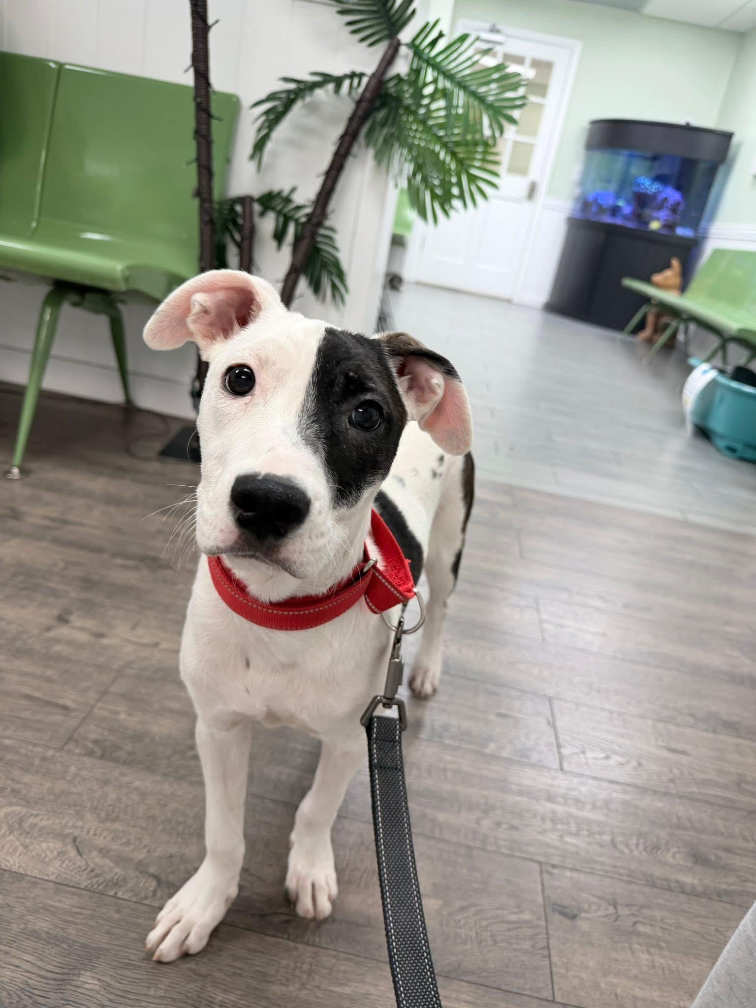 Willow, a ADOPTABLE mixed breed in Palm springs, FL image 2/2