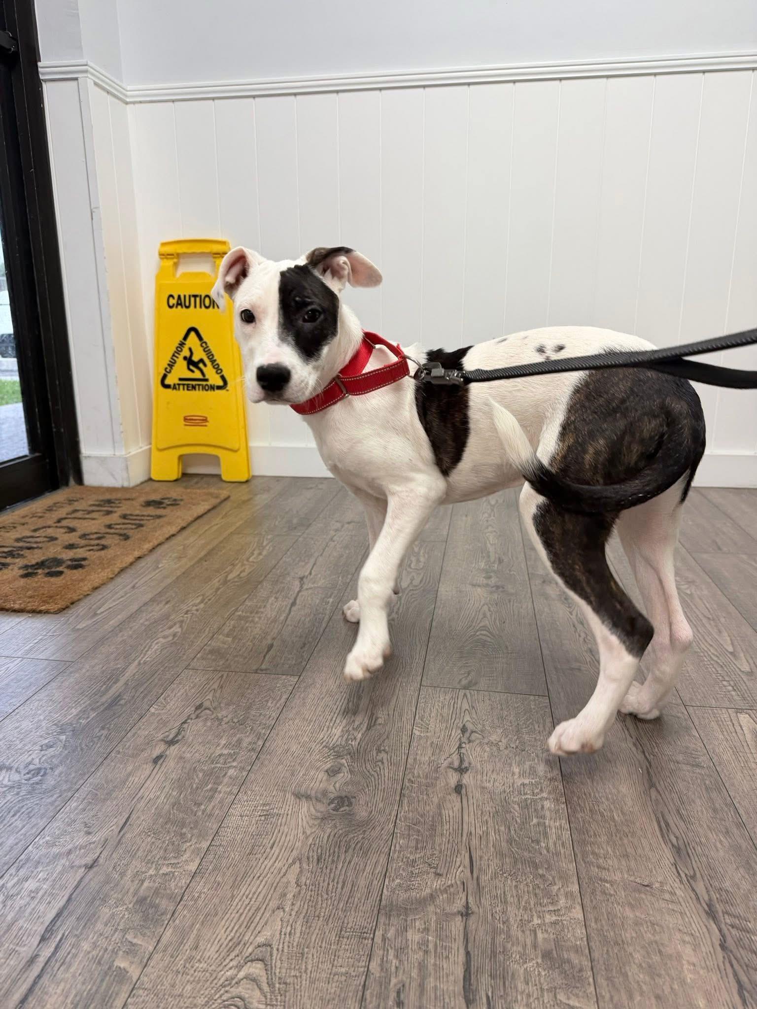Willow, ADOPTABLE, Puppy Female Mixed Breed.