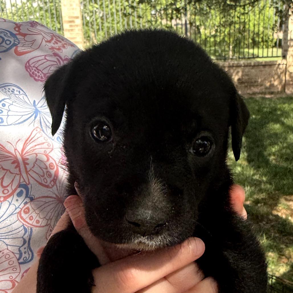 Enlarge Lotso, a Adoptable Australian Cattle Dog / Blue Heeler in Midland, TX image 1/2