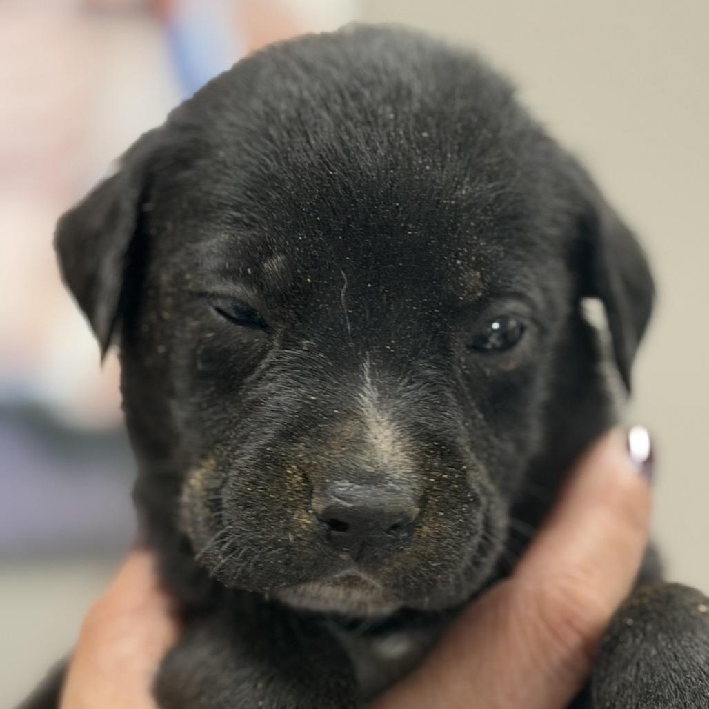 Enlarge Lotso, a Adoptable Australian Cattle Dog / Blue Heeler in Midland, TX image 2/2