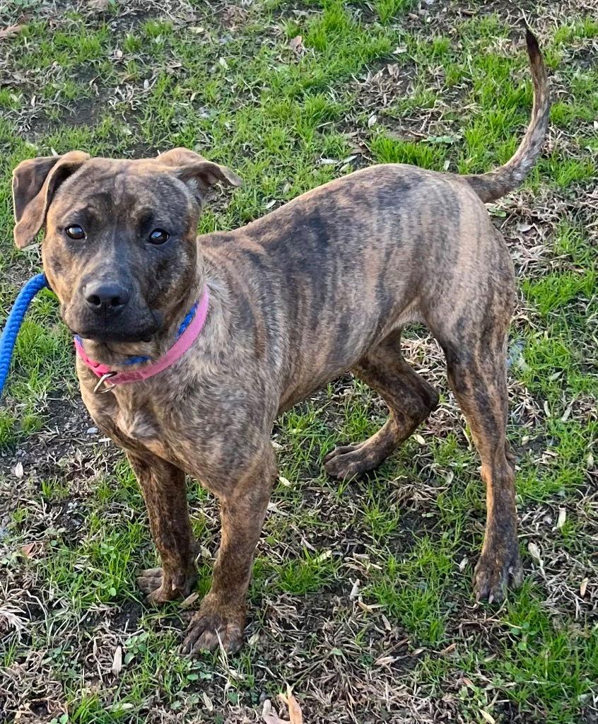 25-720 Fudge, Adoptable, Adult Female Pit Bull Terrier.