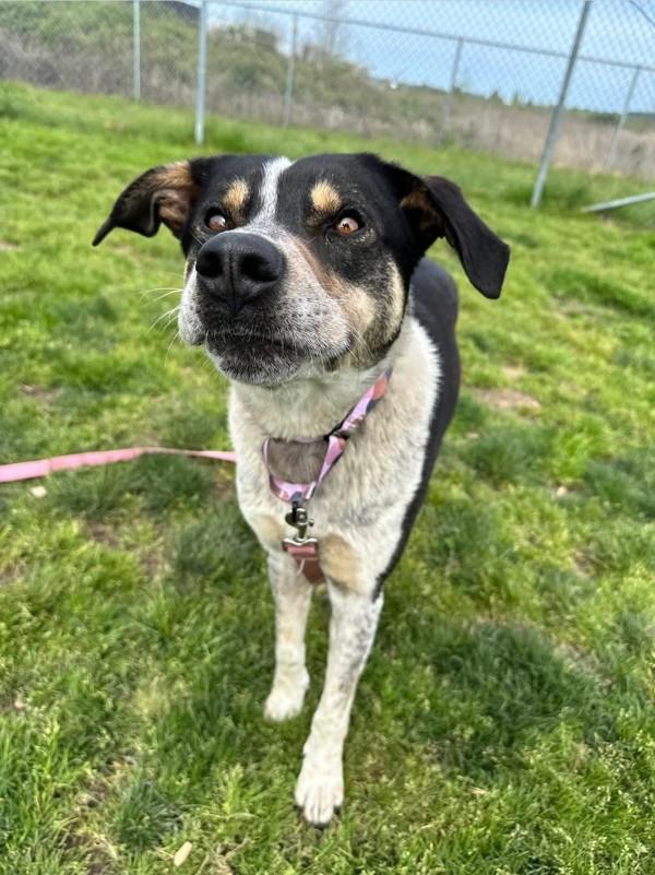 Enlarge Jello, a Adoptable mixed breed in Salem, OR image 1/1