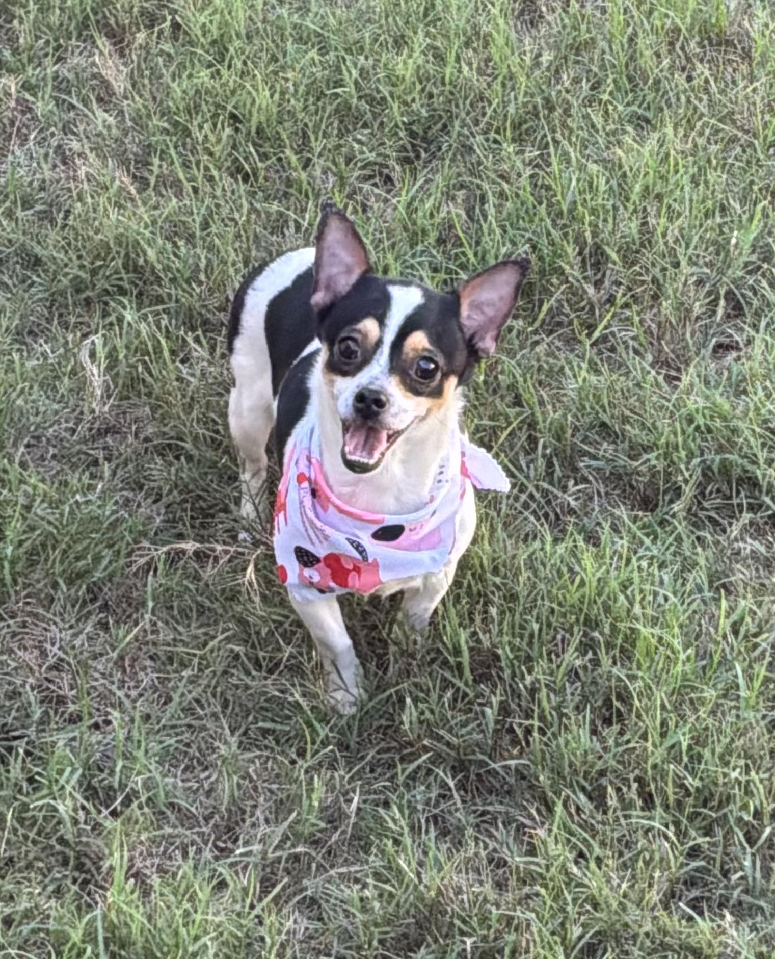 Enlarge Yum Yum in Texarkana TX, a ADOPTABLE mixed breed in Texarkana, TX image 5/6