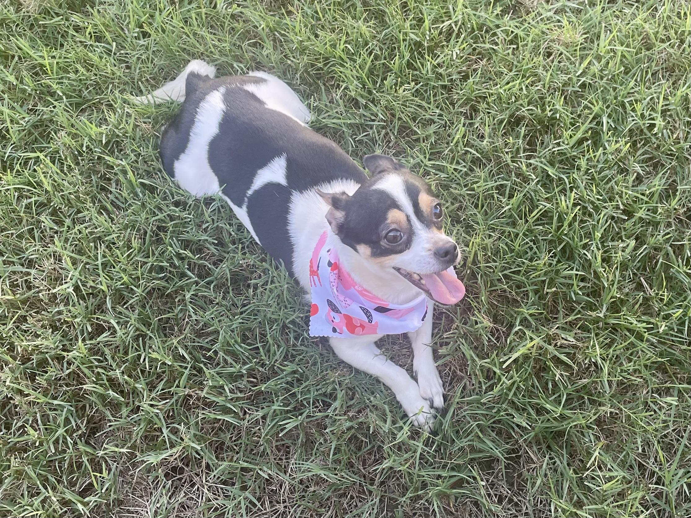 Enlarge Yum Yum in Texarkana TX, a ADOPTABLE mixed breed in Texarkana, TX image 4/6