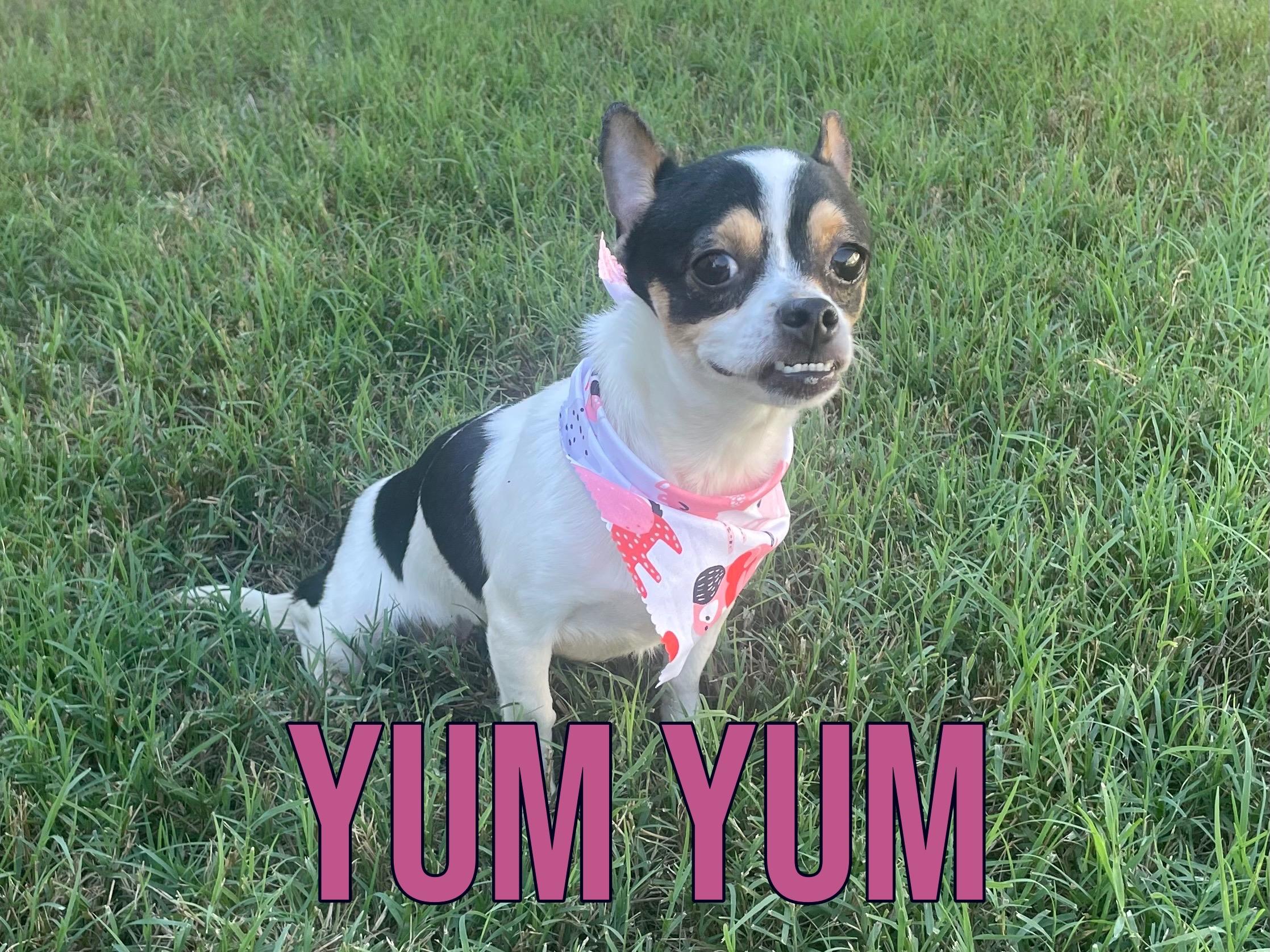Enlarge Yum Yum in Texarkana TX, a ADOPTABLE mixed breed in Texarkana, TX image 1/6