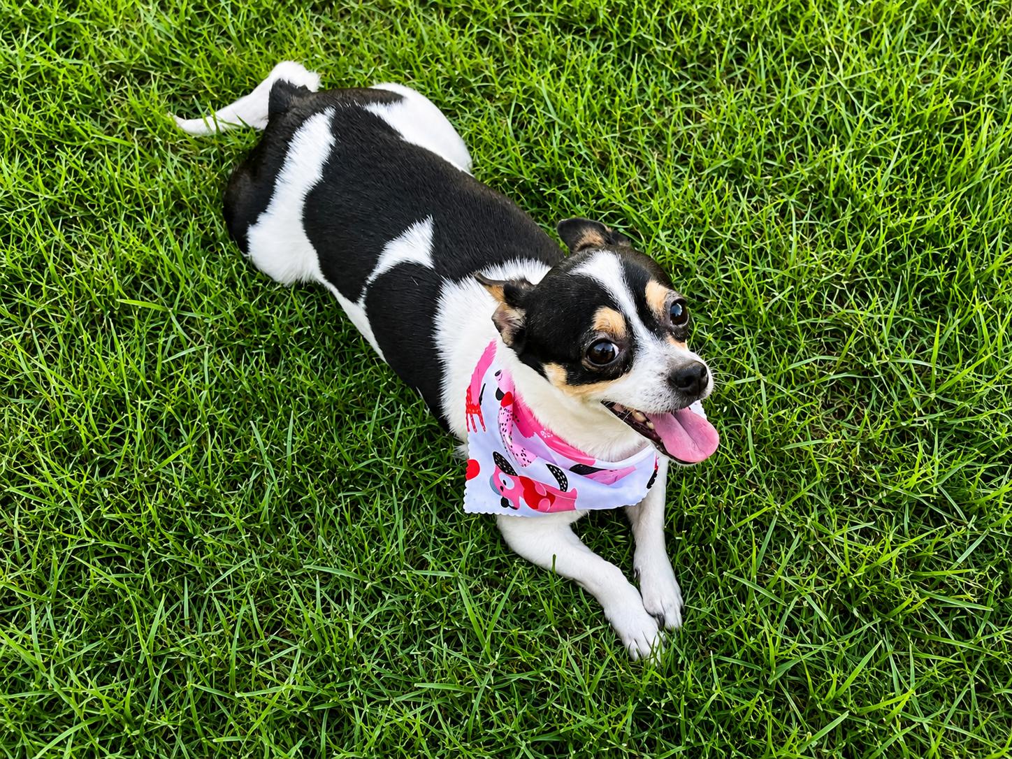 Enlarge Yum Yum in Texarkana TX, a ADOPTABLE mixed breed in Texarkana, TX image 2/6