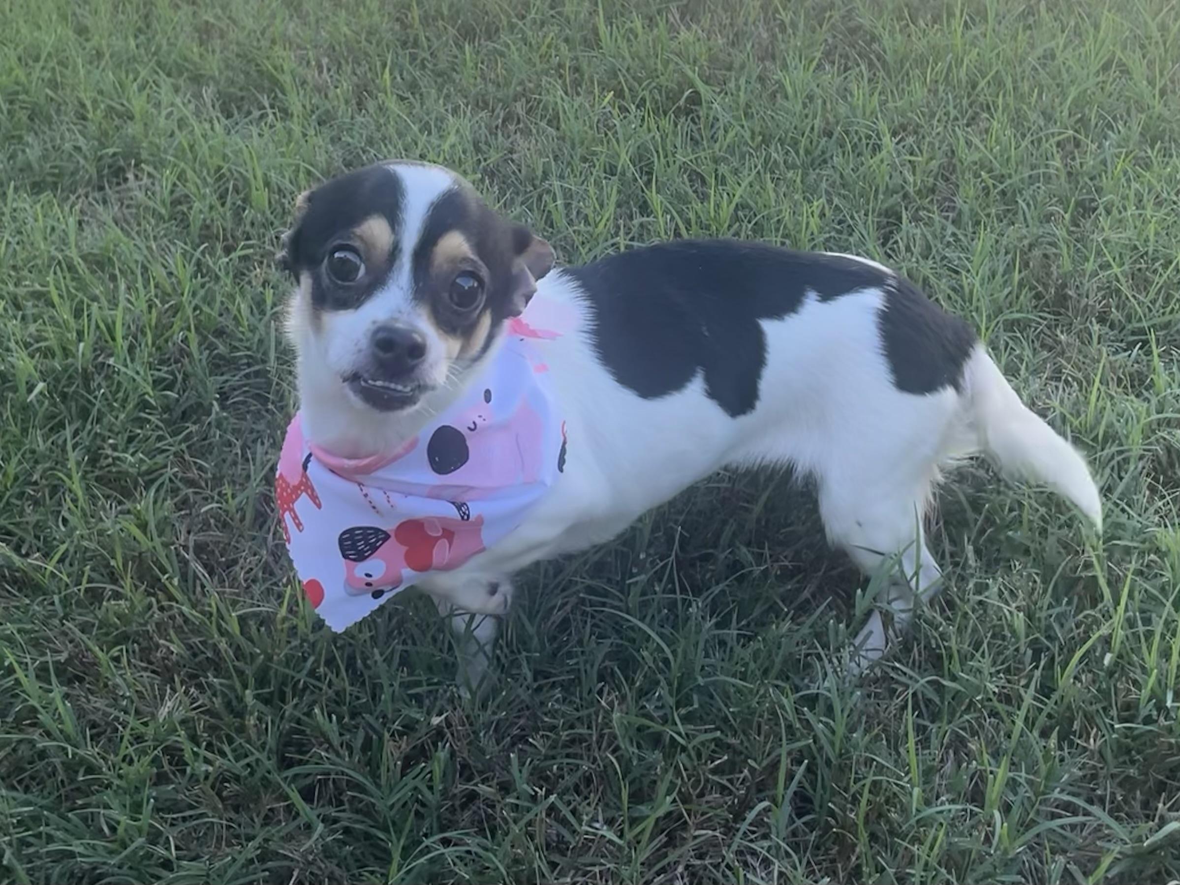 Enlarge Yum Yum in Texarkana TX, a ADOPTABLE mixed breed in Texarkana, TX image 6/6
