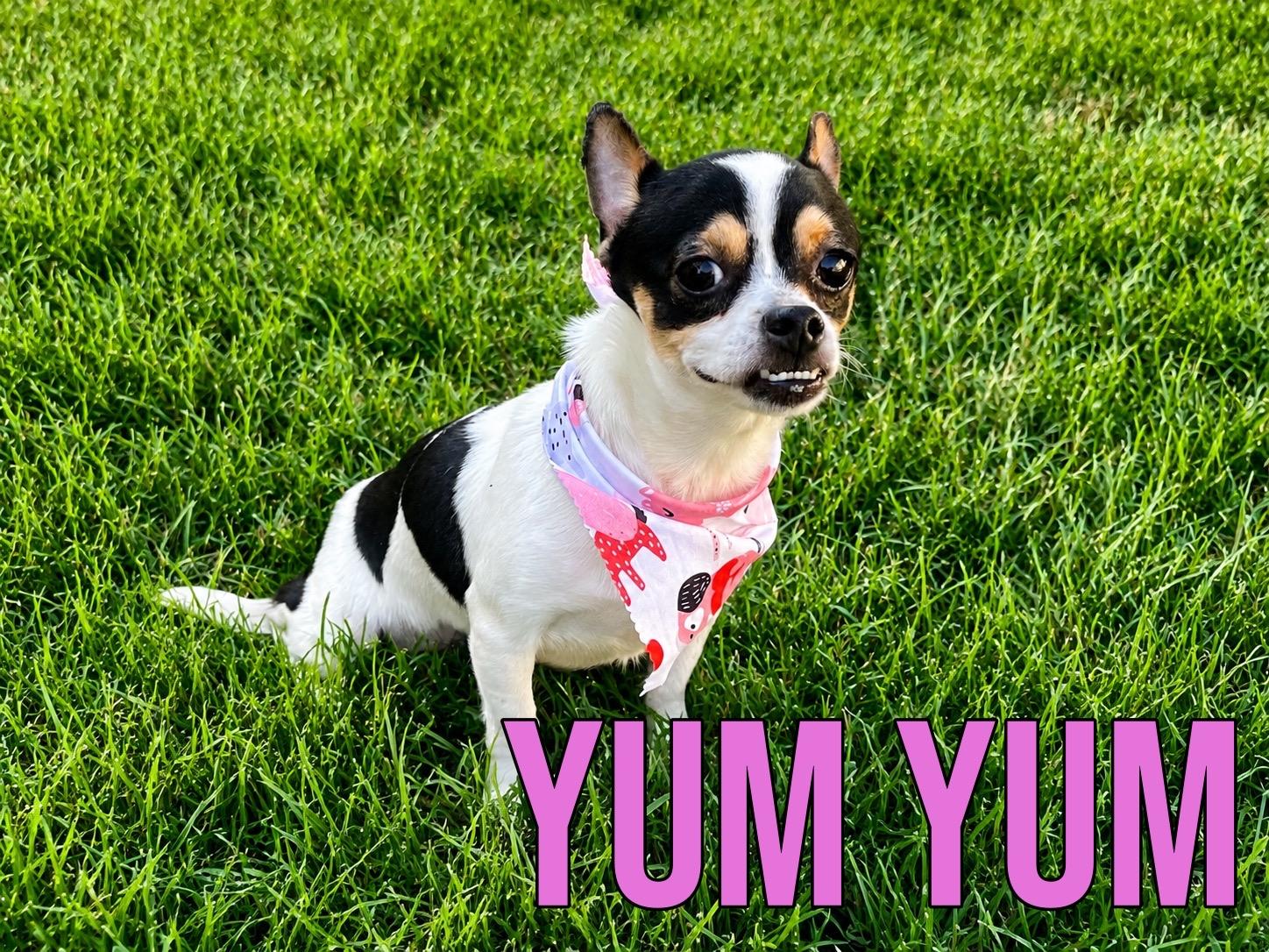 Yum Yum in Texarkana TX, ADOPTABLE, Young Female Chihuahua.