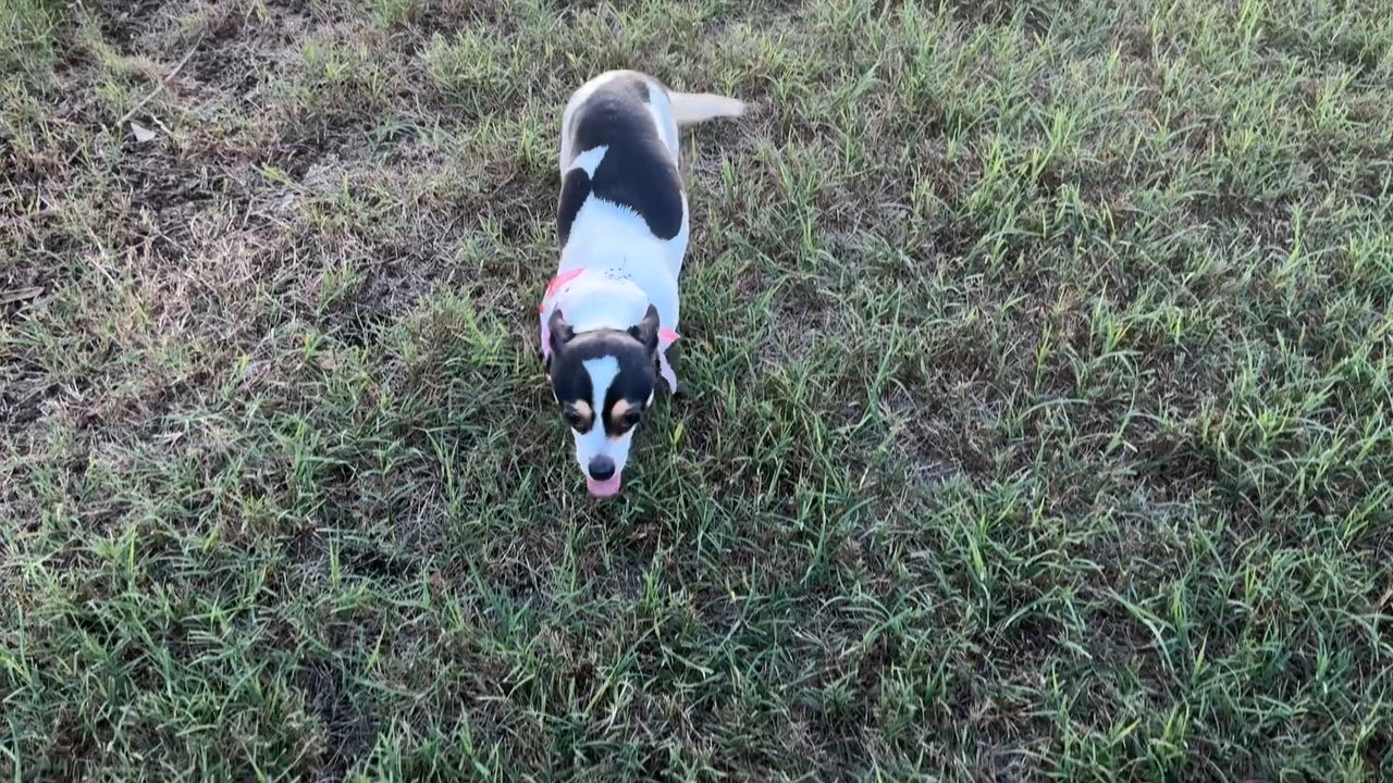 Enlarge Yum Yum in Texarkana TX, a ADOPTABLE mixed breed in Texarkana, TX video 2/6