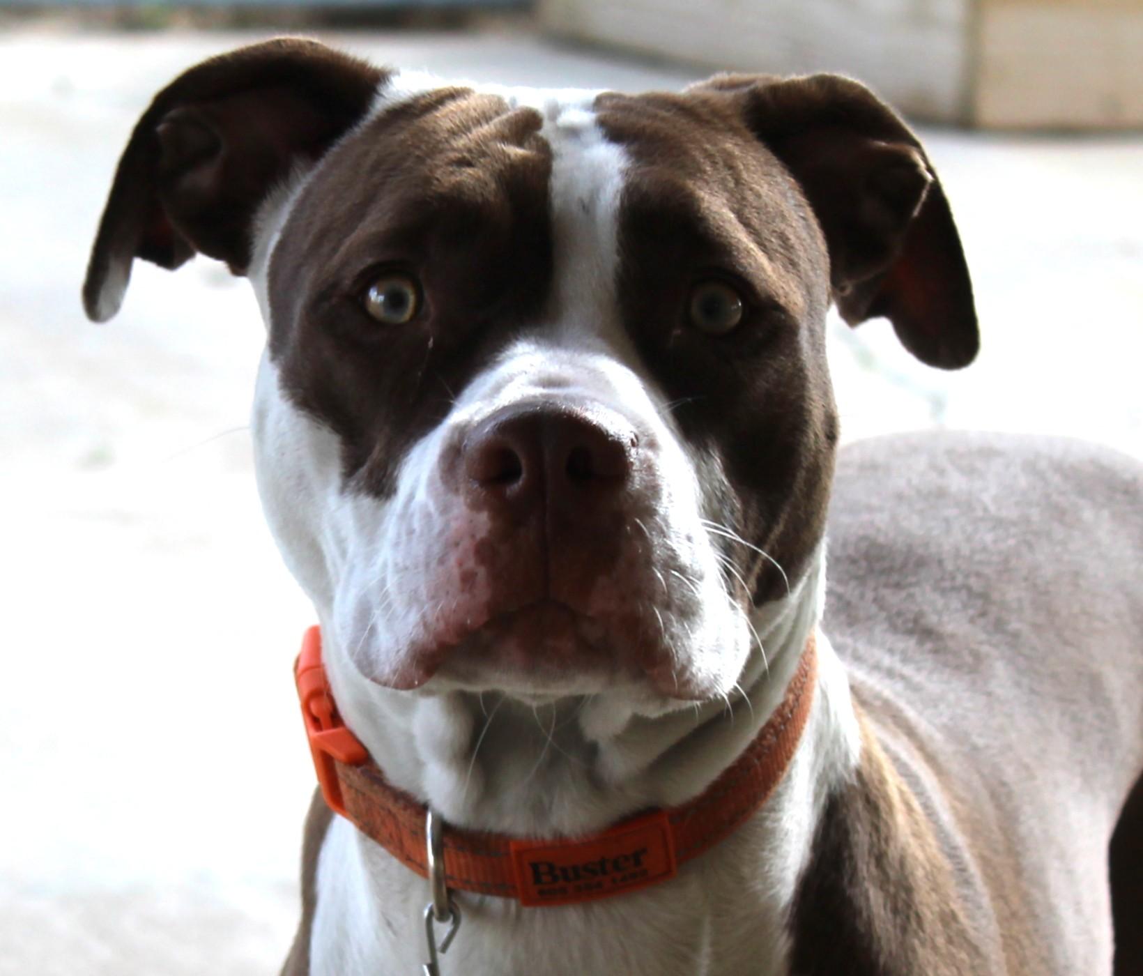 Enlarge Zara, a Adoptable Pit Bull Terrier in Huron, SD image 4/4