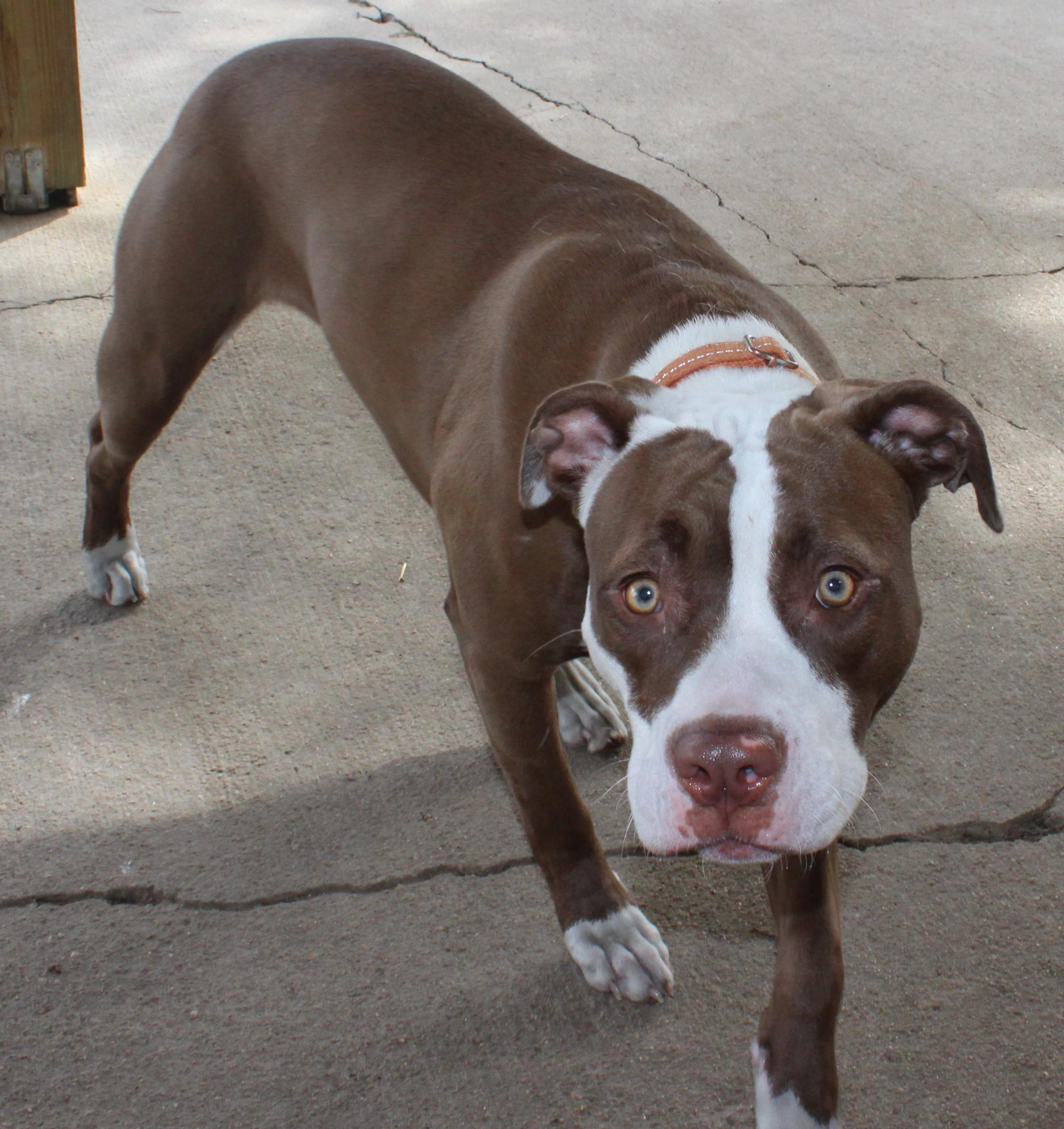 Enlarge Zara, a Adoptable Pit Bull Terrier in Huron, SD image 2/4