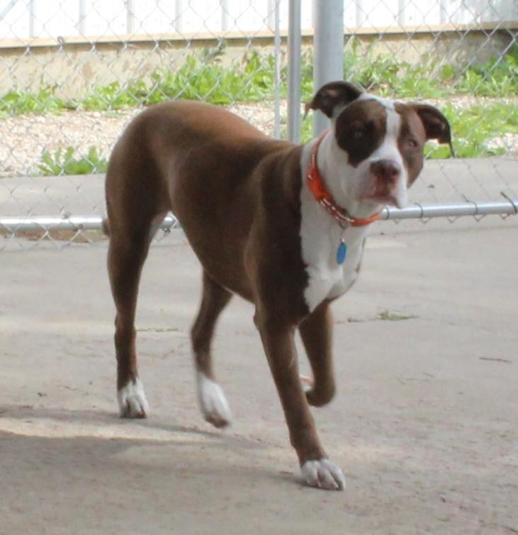 Enlarge Zara, a Adoptable Pit Bull Terrier in Huron, SD image 3/4