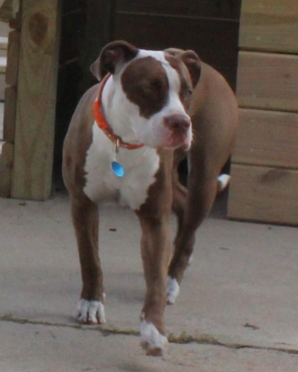 Enlarge Zara, a Adoptable Pit Bull Terrier in Huron, SD image 1/4