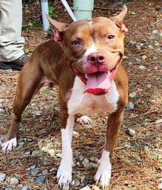 Enlarge Holly - look at those ears !  Small, bouncy, playful, loves everyone, a Adoptable American Staffordshire Terrier in Richmond, VA image 1/9