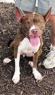 Enlarge Holly - look at those ears !  Small, bouncy, playful, loves everyone, a Adoptable American Staffordshire Terrier in Richmond, VA image 4/9