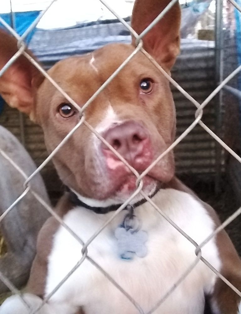 Enlarge Holly - look at those ears !  Small, bouncy, playful, loves everyone, a Adoptable American Staffordshire Terrier in Richmond, VA image 5/9