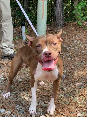 Enlarge Holly - look at those ears !  Small, bouncy, playful, loves everyone, a Adoptable American Staffordshire Terrier in Richmond, VA image 6/9