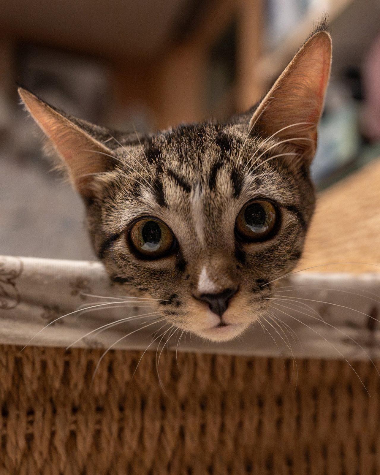 Joey, Adoptable, Young Male Domestic Short Hair.