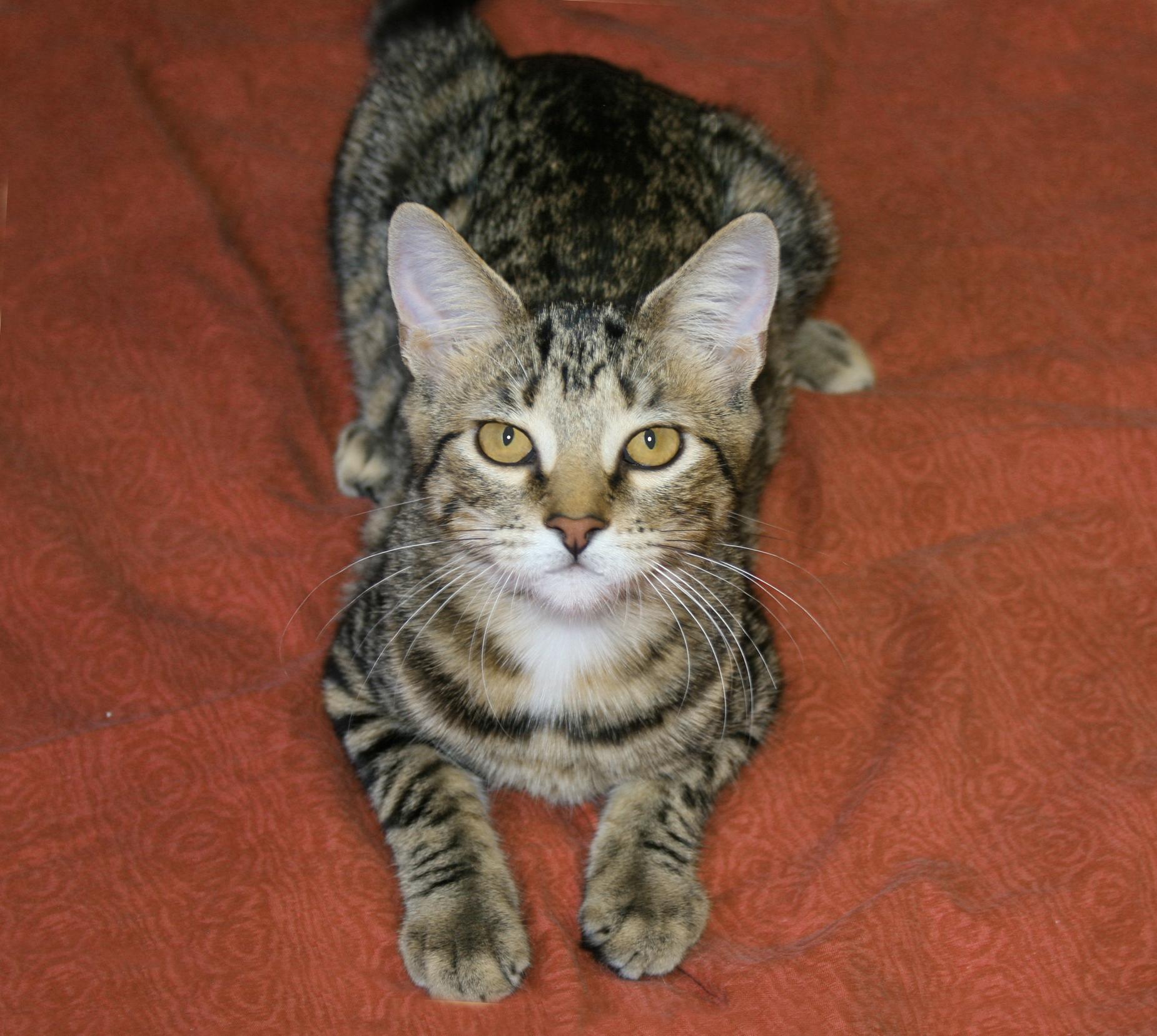 Enlarge Teagan, a ADOPTABLE Tabby in Victoria, MN image 3/4