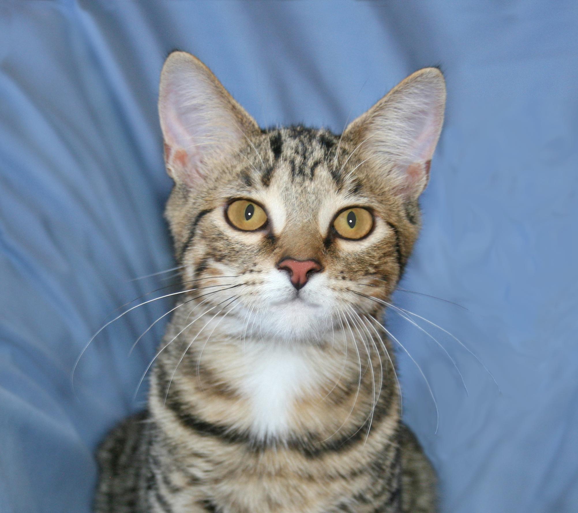Enlarge Teagan, a ADOPTABLE Tabby in Victoria, MN image 4/4
