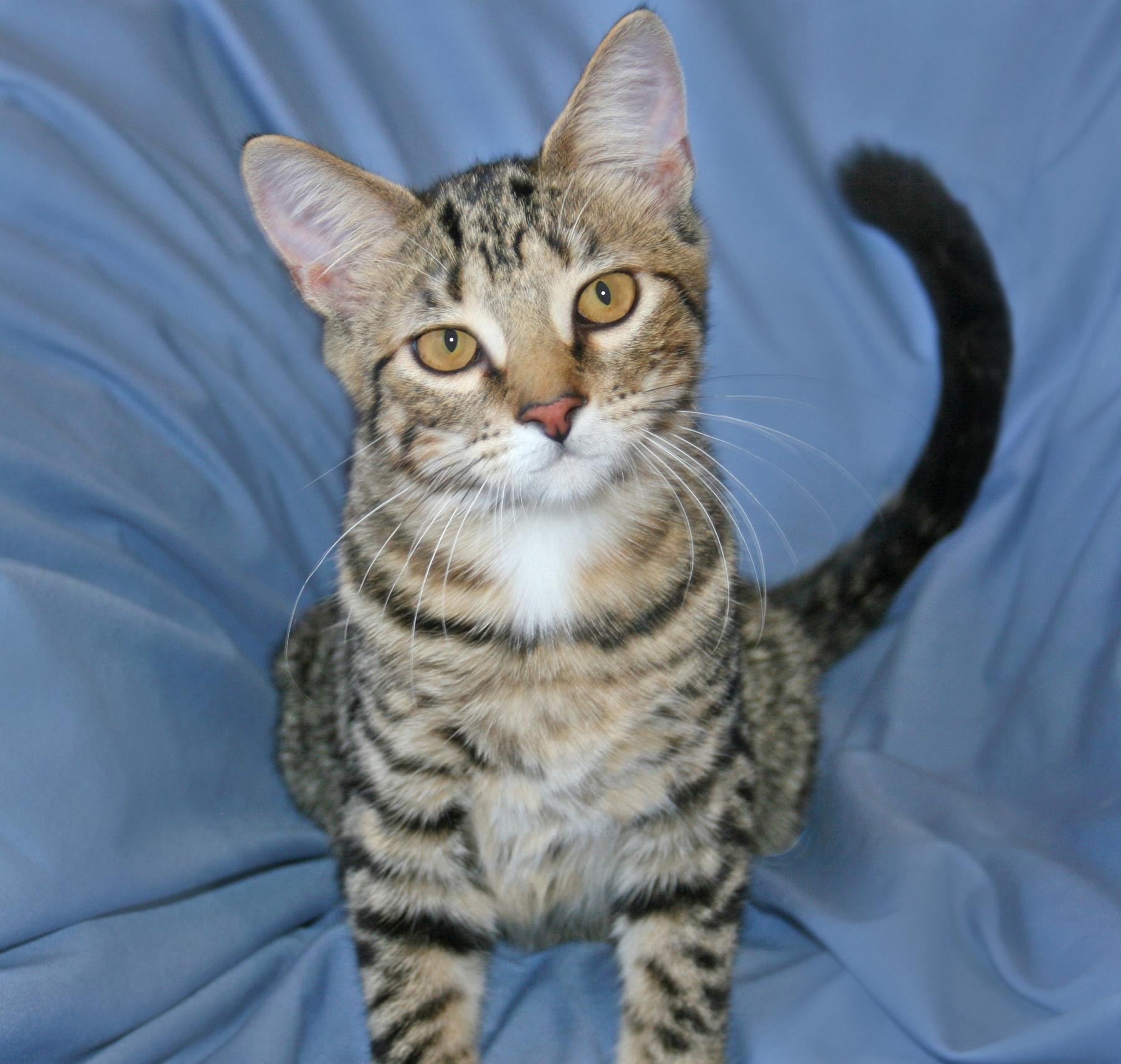 Teagan, ADOPTABLE, Kitten Female Tabby.