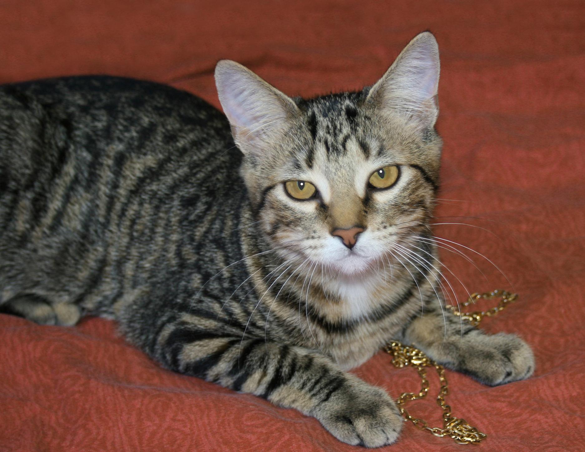 Enlarge Teagan, a ADOPTABLE Tabby in Victoria, MN image 2/4