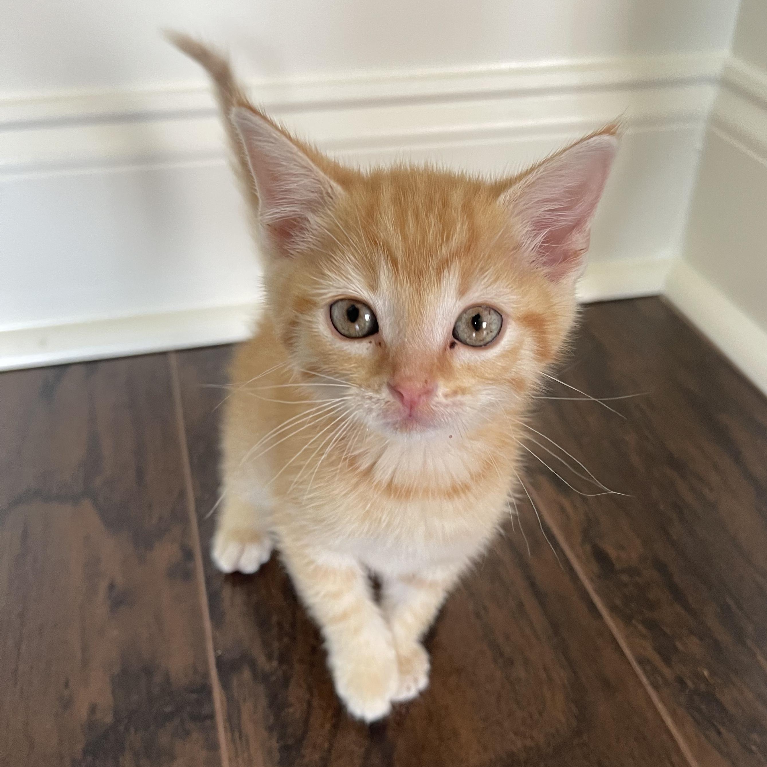 Scorpio, Baby Male Domestic Short Hair