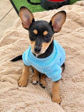 Carl, Adoptable, Puppy Male Chihuahua.