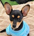 Enlarge Carl, a Adoptable Chihuahua in Fremont, CA image 2/2