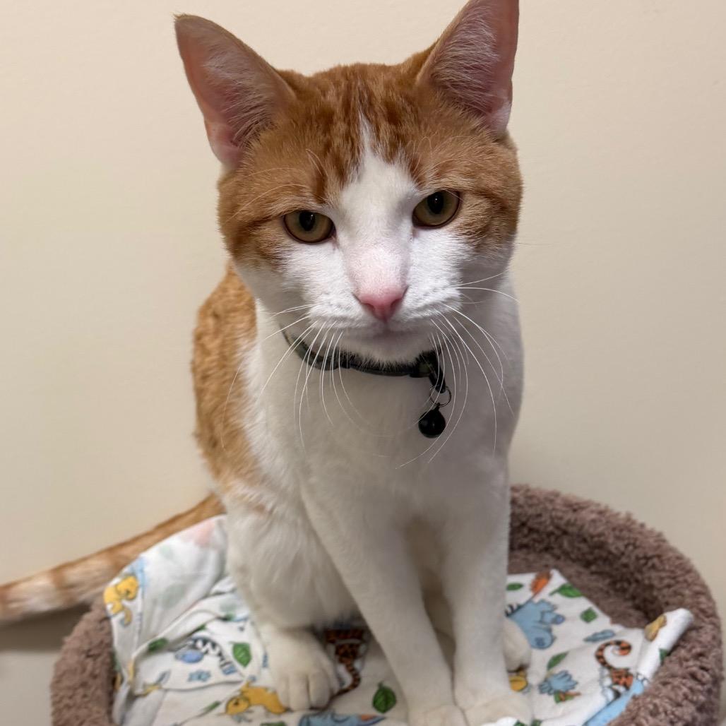 Football, a Adoptable Domestic Short Hair in Middlebury, VT image 2/6