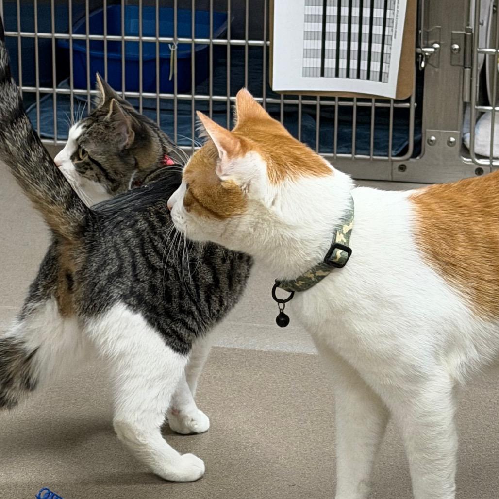 Football, a Adoptable Domestic Short Hair in Middlebury, VT image 3/6