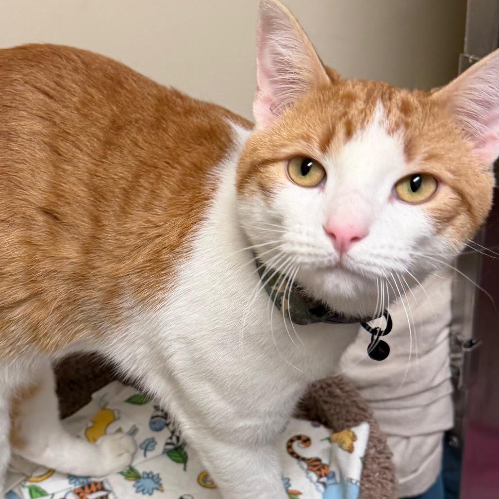 Football, a Adoptable Domestic Short Hair in Middlebury, VT image 4/6