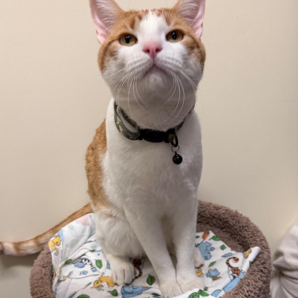 Football, a Adoptable Domestic Short Hair in Middlebury, VT image 6/6